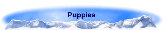 Puppies