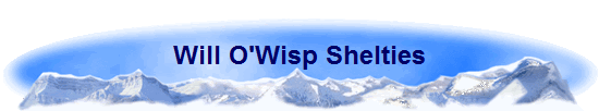 Will O'Wisp Shelties